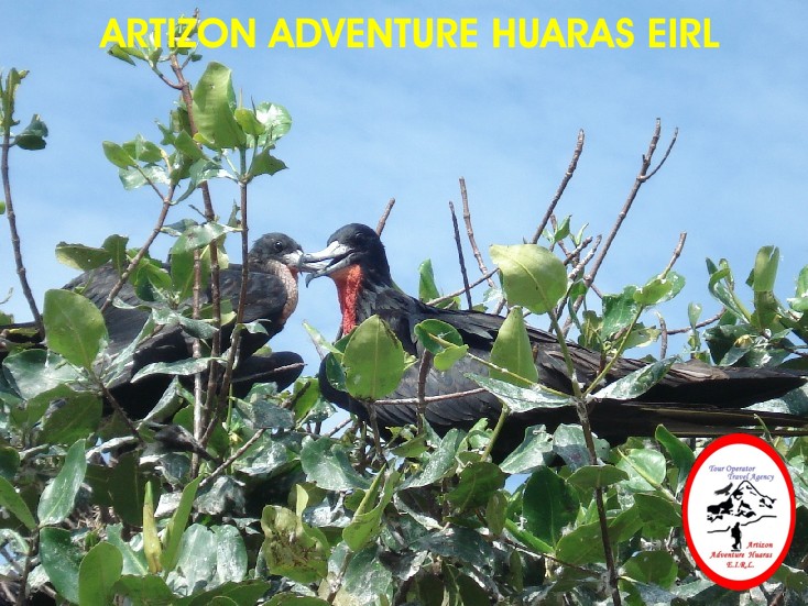 Aves en los Manglares de Tumbes